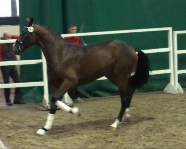 Pferd Hengst von Diamond Hit (Oldenburger, 2009, von Diamond Hit)