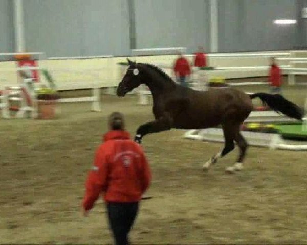 stallion Coronas 3 (Westphalian, 2009, from Coronas 2)