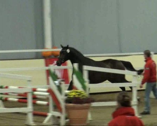 horse Hengst von Coronas (Westphalian, 2009, from Coronas 2)