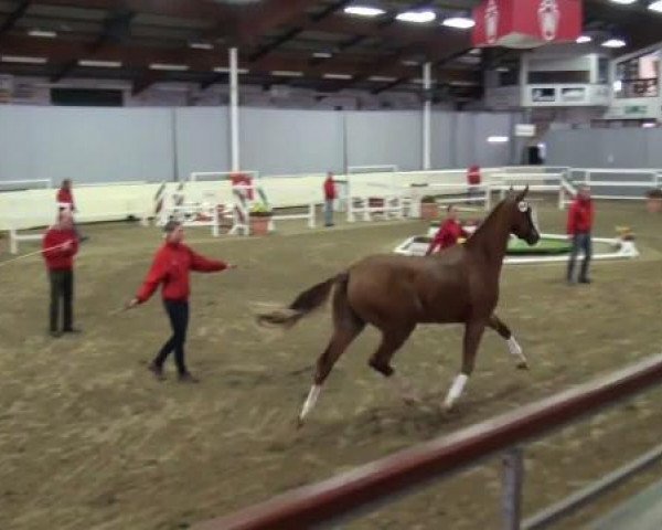 horse Hengst von Riccio (Westphalian, 2009, from Riccio)