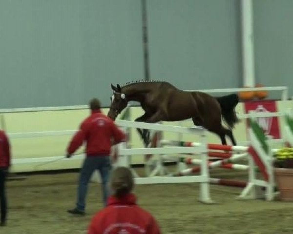 jumper Looping 73 (Westphalian, 2009, from Lugato)