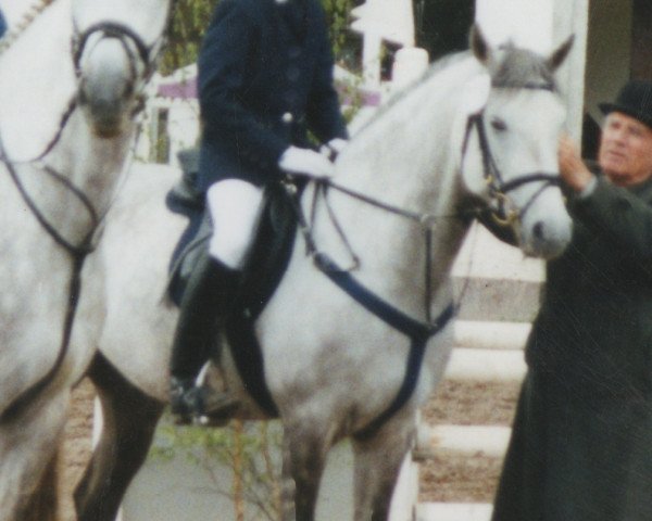 horse Music Man (German Riding Pony, 1994, from Magareteau Beau Nash GH)
