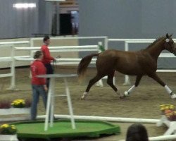 dressage horse Dancier 2 (Hanoverian, 2009, from Don Romantic)
