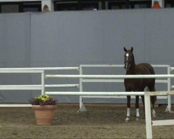 horse Don Highlife (Westphalian, 2009, from De Kooning)