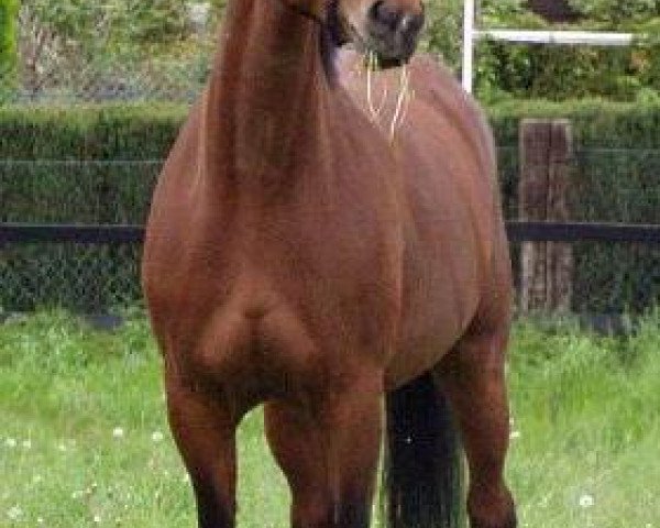 Zuchtstute Gallina (Hannoveraner, 1994, von Gloster)