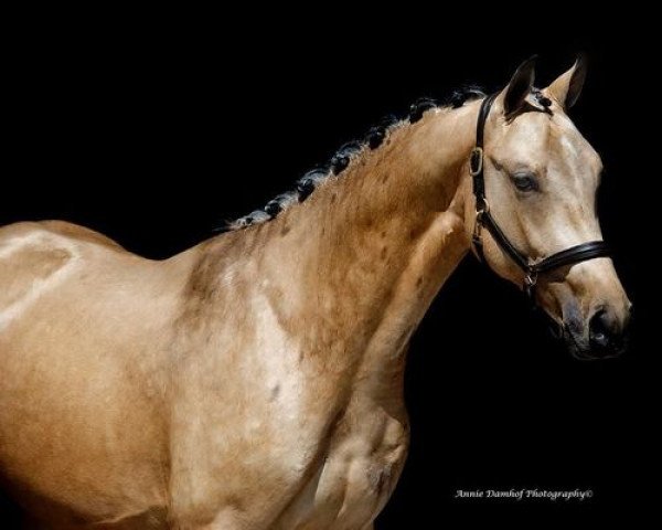 Deckhengst Krem's Perfect Choice (Nederlands Rijpaarden en Pony, 2019, von Krem)