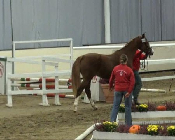 horse Flying Dancer M (Westphalian, 2009, from For Complete)