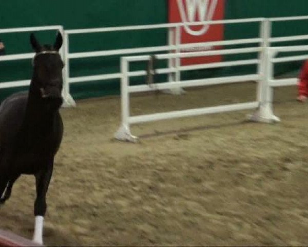 horse Hengst von Fürst Piccolo (Westphalian, 2009, from Fürst Piccolo)