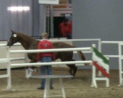 dressage horse Fürst Frederic H (Hanoverian, 2009, from Fürst Nymphenburg)