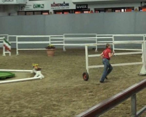 jumper Cayman 44 (Westphalian, 2009, from Contendro I)