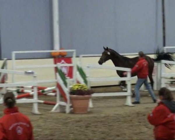 Pferd Hengst von Florenciano 6 (Westfale, 2009, von Florenciano 6)