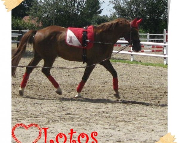 horse Lotos (Austrian Warmblood, 1999, from Liberty)