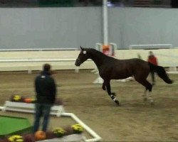jumper Cadillac Jack (2) (Westphalian, 2009, from Coronas 2)