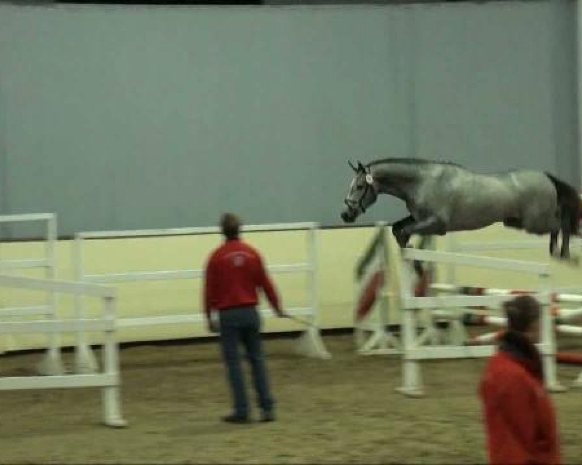 Springpferd Coolio 33 (Westfale, 2009, von Cornado II)