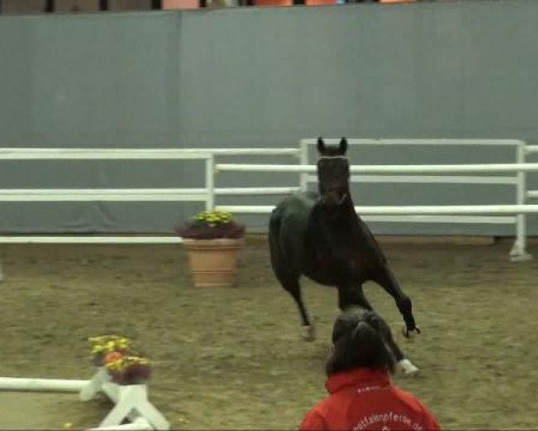 jumper Cassius Cassai (Westphalian, 2009, from Continus Grannus)