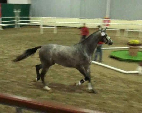 Springpferd Contrell (Westfale, 2009, von Colbert GTI)