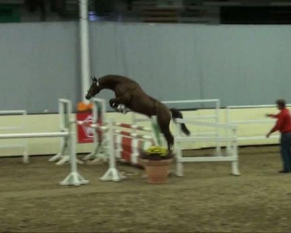 Springpferd Count Contend (Hannoveraner, 2009, von Comte)
