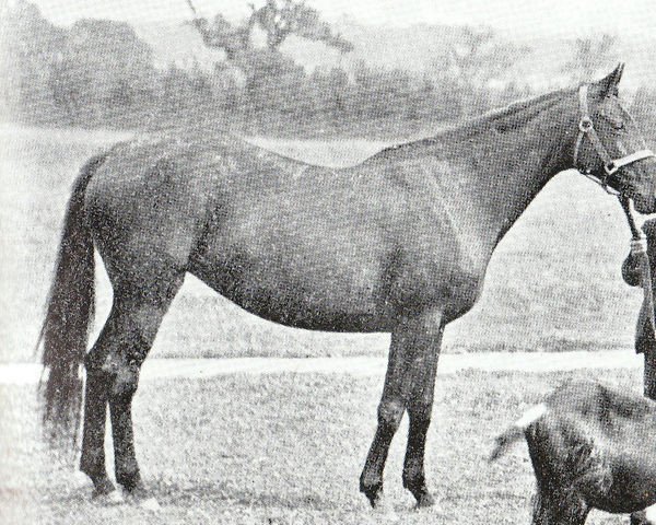 broodmare Memoir xx (Thoroughbred, 1887, from Saint Simon xx)