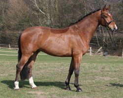 jumper Faro (KWPN (Royal Dutch Sporthorse), 2005, from Fighting Alpha)