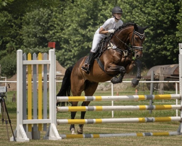 Dressurpferd Gauner 306 (Hannoveraner, 2012, von Grey Top)