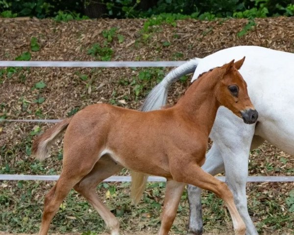 Pferd Manyla (Deutsches Reitpony, 2022, von Venustas Cool Edition)