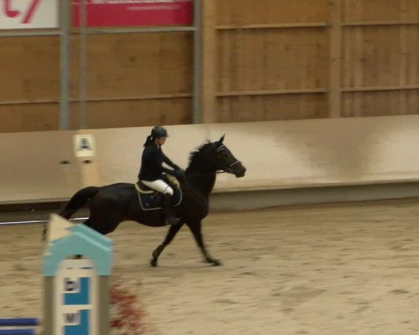 Reitturnier Winterthur 2022