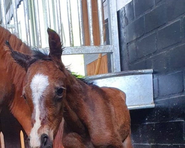 Pferd Someones feli chity (Deutsches Reitpony, 2021, von Venustas Cool Edition)