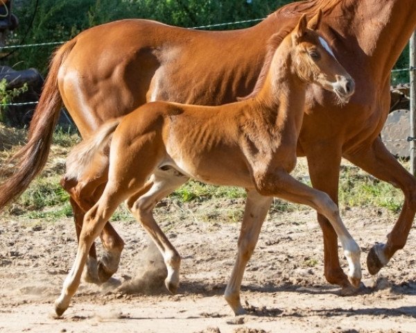 Pferd Cooli'sFirst Henry (Deutsches Reitpony, 2022, von Venustas Cool Edition)