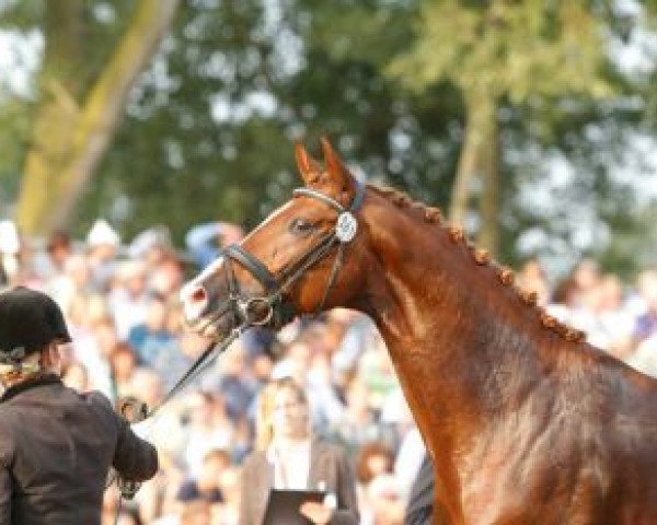 Deckhengst Daktylius (Oldenburger, 2008, von Don Romantic)