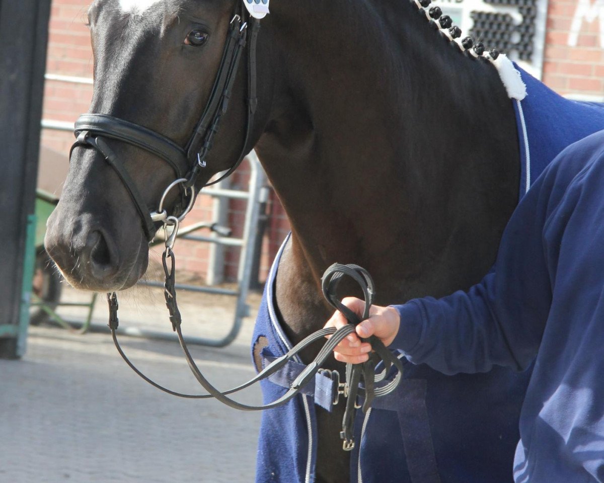 Springpferd Profiteur (Westfale, 2009, von Prominenz)