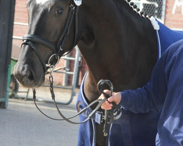 Springpferd Profiteur (Westfale, 2009, von Prominenz)