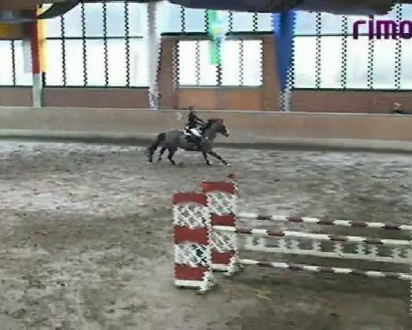 jumper Bon Vivant 2 (Westphalian, 2000, from Barring)