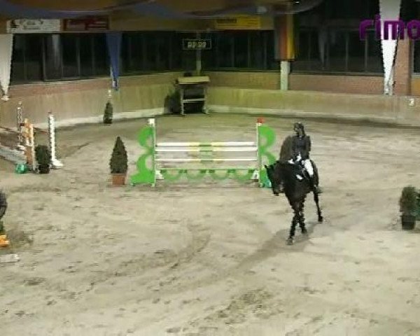 Springpferd Julienne (Westfale, 1996, von Julio Mariner xx) Springpferd Julienne (Westfale, 1996, von Julio Mariner xx)