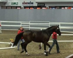 Springpferd Coeur de Lion SG (Westfale, 2009, von Captain Fire)
