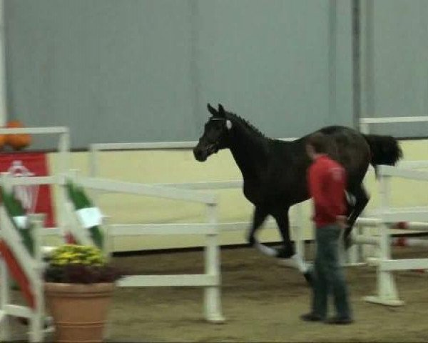 horse Hengst von Belissimo M (Rhinelander, 2009, from Belissimo NRW)