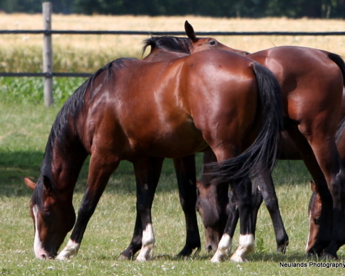 jumper Caprice (Oldenburg show jumper, 2008, from Contendro I)