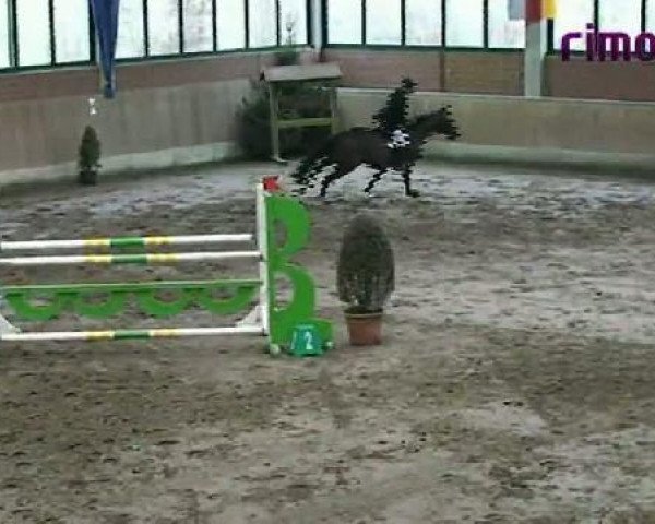 jumper Velvet Touch 5 (Westphalian, 2004, from Voltaire)