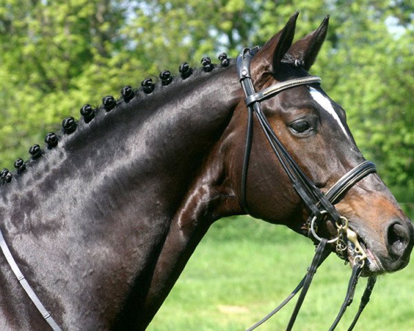 stallion Showtime (Trakehner, 1997, from Polarpunkt) stallion Showtime (Trakehner, 1997, from Polarpunkt)