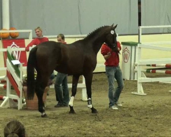 jumper Clueso 12 (Westphalian, 2009, from Carell)