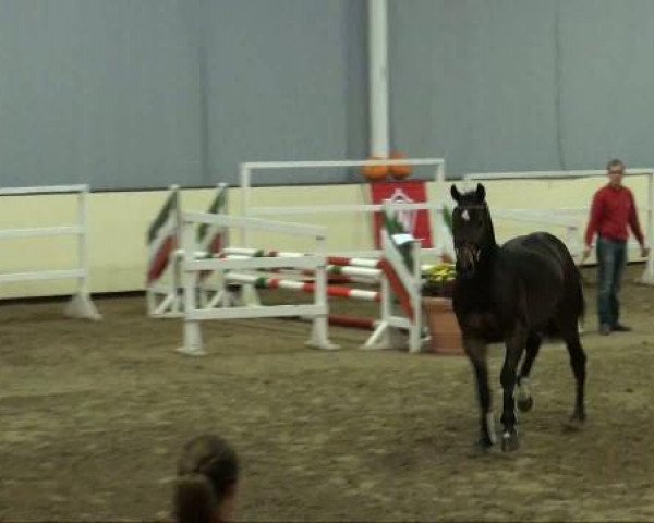 jumper Student (Westphalian, 2009, from Captain Fire)