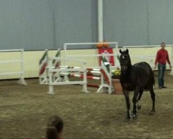 jumper Student (Westphalian, 2009, from Captain Fire)