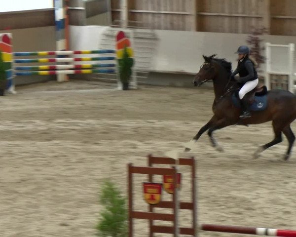 Reitturnier Winterthur 2022