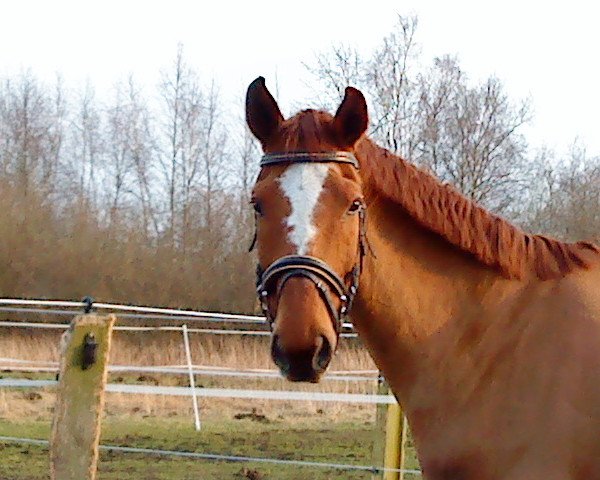 horse Desperado 194 (Saxony-Anhaltiner, 2000, from Del Piero)