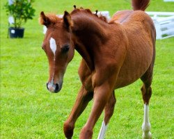 Pferd Hengst von Gorbatschow / Martini (Deutsches Reitpony, 2020, von Golden Clooney)