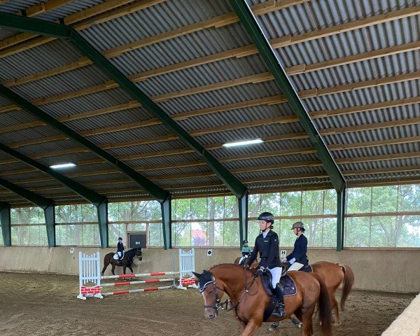 Dressurpferd Linus 428 (Deutsches Sportpferd, 2012, von Limasol)