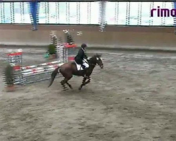 jumper Red Rose H (Westphalian,  , from Rimini)