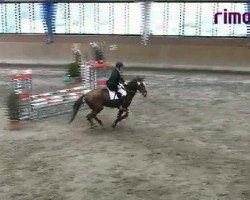 jumper Red Rose H (Westphalian,  , from Rimini)