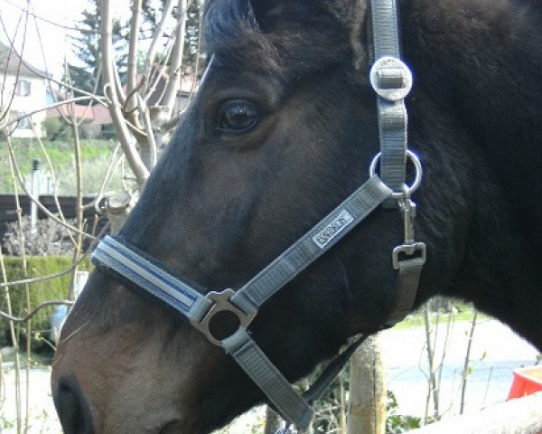 horse Quentin Tarrantino (Oldenburg, 2005, from Quidam's Rubin)