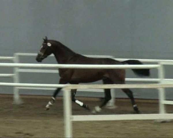 dressage horse Christiano 7 (Westphalian, 2009, from Chico's Boy)
