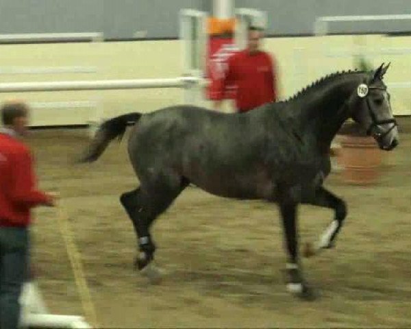stallion Casparo 23 (Westphalian, 2009, from Cascavelle NT)